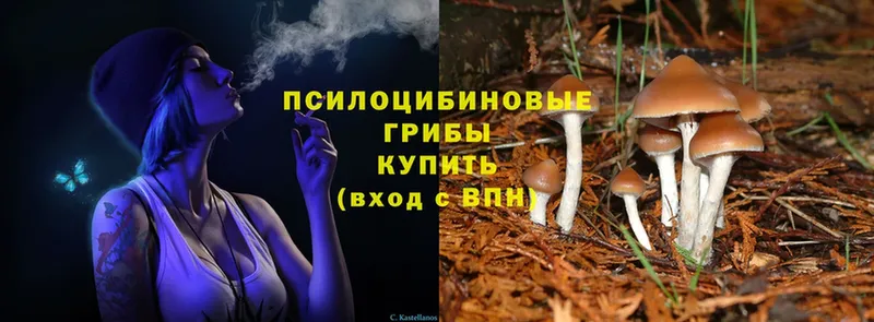 магазин  наркотиков  Алейск  Галлюциногенные грибы Cubensis 