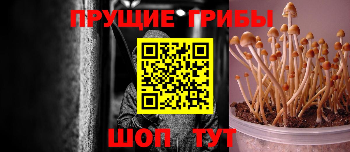 Псилоцибиновые грибы мицелий Алейск